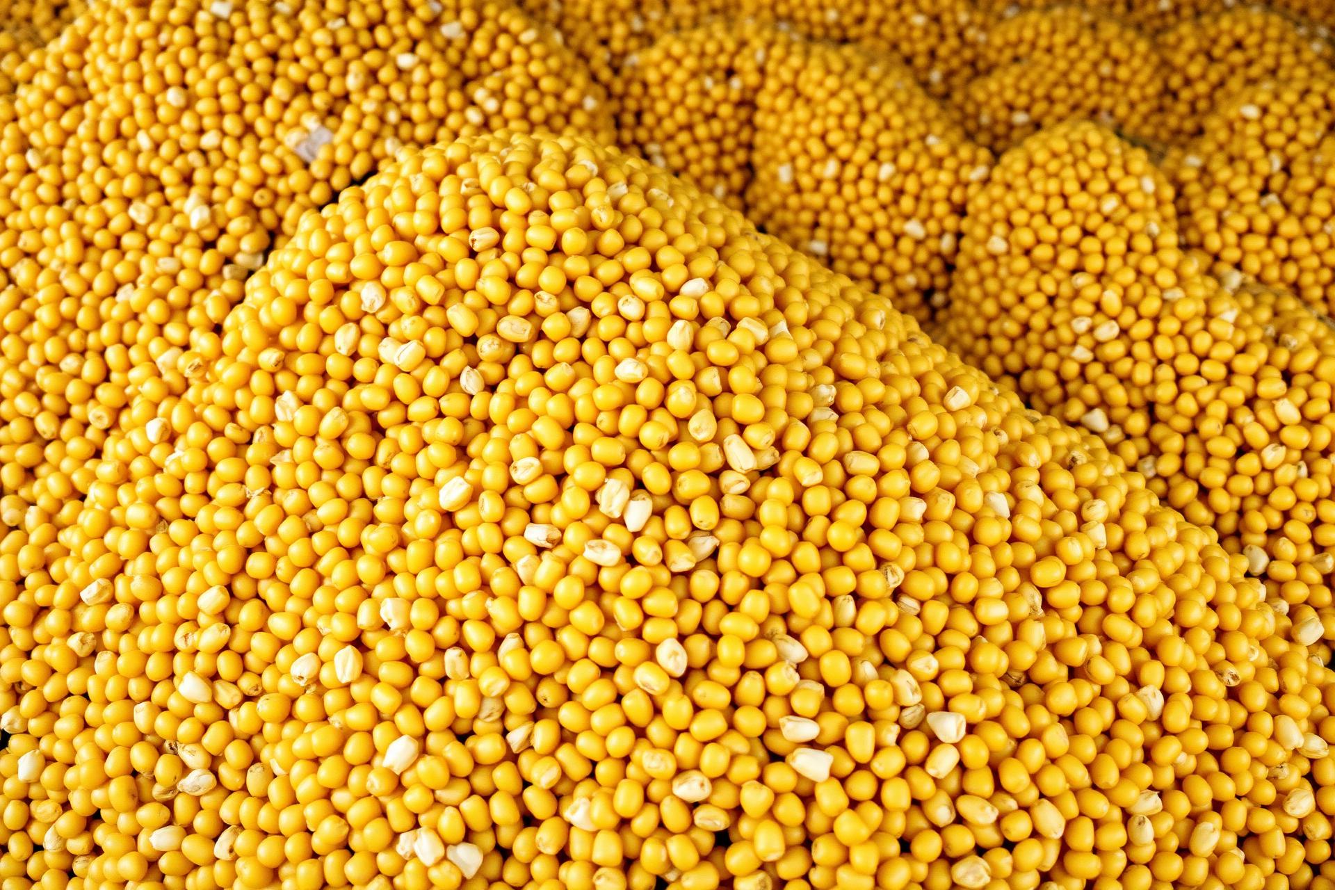 Corn
